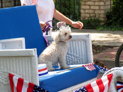 Patriotic pooch on parade.