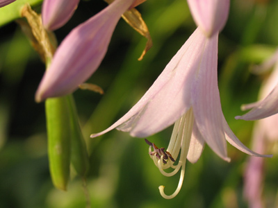 Bees were nearby, but I think you`ve seen THAT shot before.