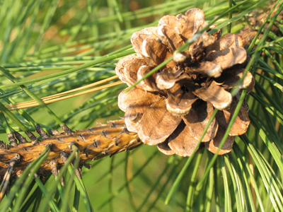 Smells just like cleanser.