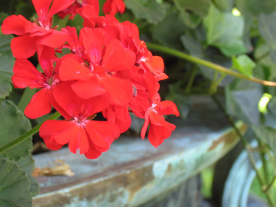 Flowers for remembrance.
