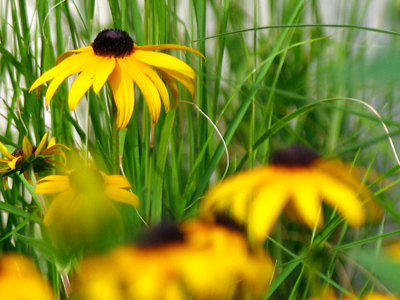 Susan, why so distant?