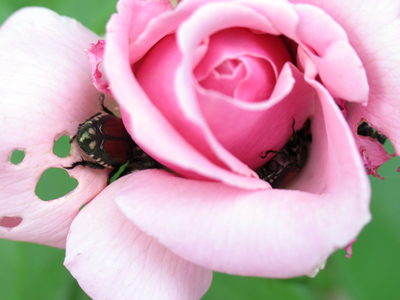 Let sleeping bugs lie.