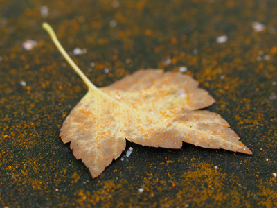 That rusty powder is from the tree.