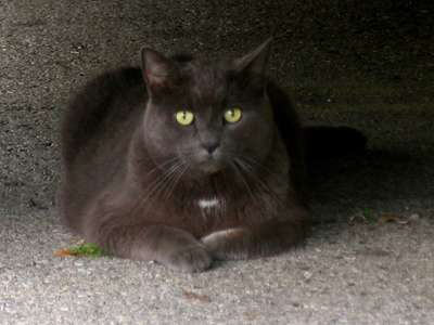 Taking refuge underneath a truck.