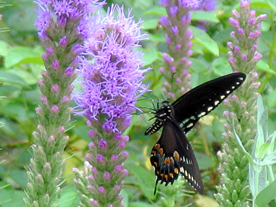 Eastern black swallowtail - Papilio polyxenes.