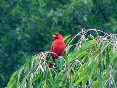 Northern cardinal - Cardinalis cadinalis.