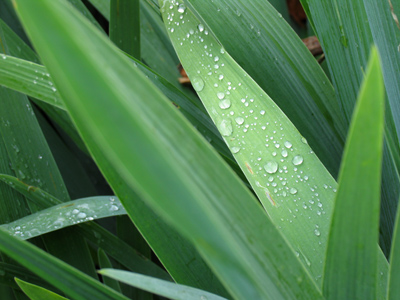 Repetitive?  What are you talking about?  You haven`t seen THIS blade of grass with THESE drops before.