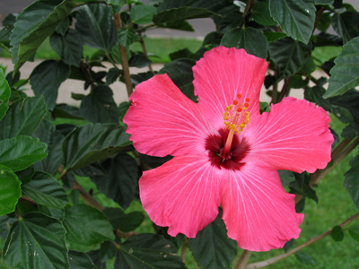 `Invasion of the Body Snatchers` (1978, 115 min.) Colorful plants from outer space replicate citizens of San Francisco.  Four stars.