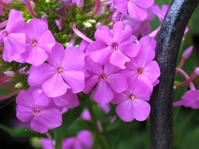 Having never planted flowers in my life, I am fortunate to have much more energetic neighbors.