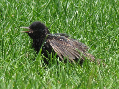 Just being lazy.  It flew away a moment later.
