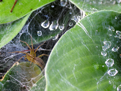 How lovely.  How deadly.