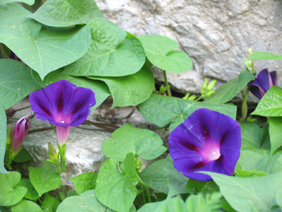 Amid the most unsightly vacant lot.