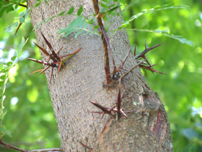 Nature`s subtle hint:  don`t climb this tree.