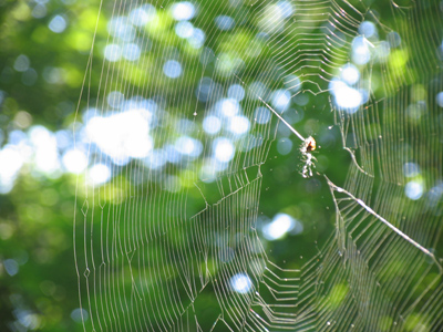Like something out of `The Hobbit` this web stretched across two trees ten feet apart.