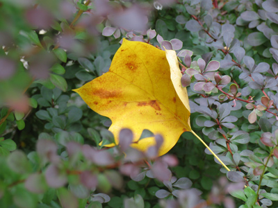 Captured, but not preserved.