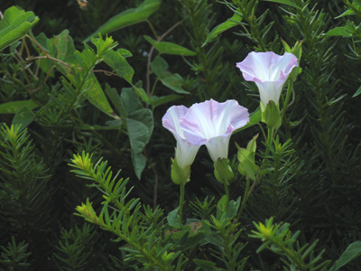The sun had yet to reach this side of the shrub.