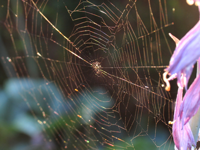 A real fixxer-upper.