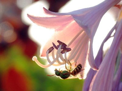 Why I KEEP shooting pictures of bees on flowers.