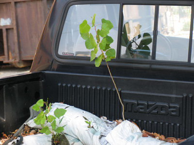 I knew it would eventually happen.  There`s now a little one (see May 30, etc.).