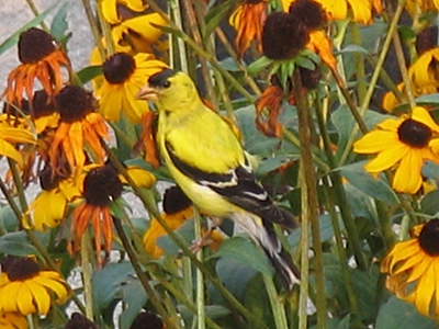 Good camouflage -- but not good enough.