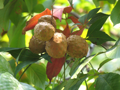 Where donut holes come from.