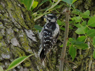 His bill an auger is, His head a cap and frill. He laboreth at every tree - A worm his utmost goal. EMILY DICKINSON