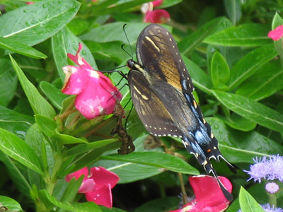 Butterflies aren`t much when viewed in profile.