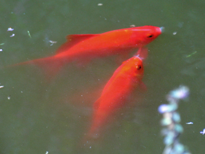 Orange fish are called gold, and orange hair is called red.