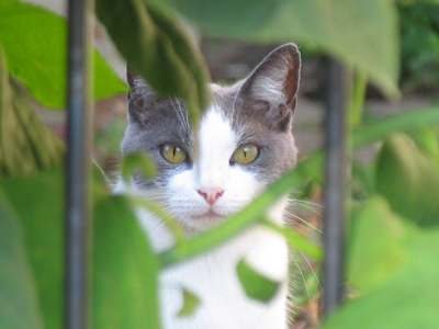 All animals are driven by natural instincts.  Cats are instinctively apathetic.