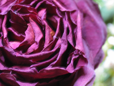 Poor withered rose, so like my heart, That wilts at sorrow`s cruel dart. PAUL LAURENCE DUNBAR