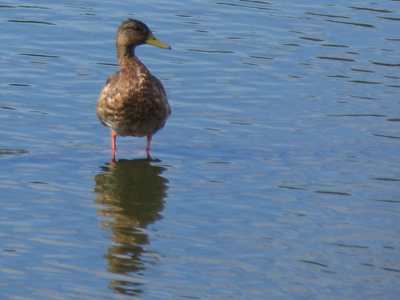 Those are some LONG legs.