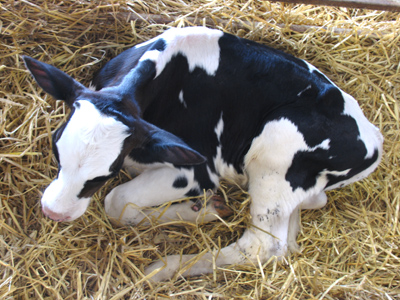 Look deeply into the black and white pattern and tell me what you see.