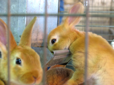 Hazel and Fiver at Nuthanger Farm.