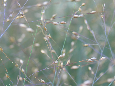 This grass was taller than me, and had a sweet smell.