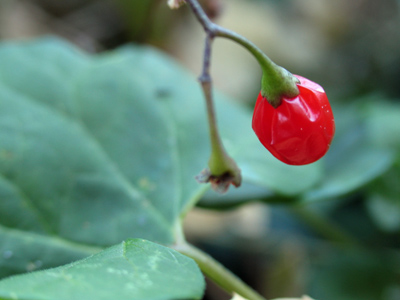 Showing signs of age.