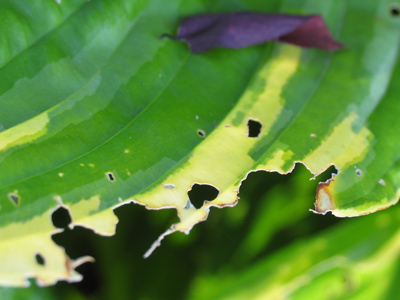 The days dwindle down to a precious few:  September, November . . . 