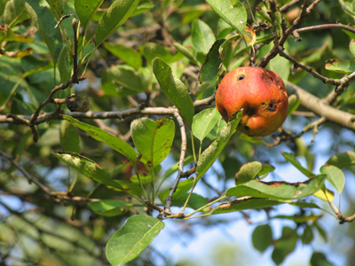 I can`t understand why my apple pies haven`t been very good this year.