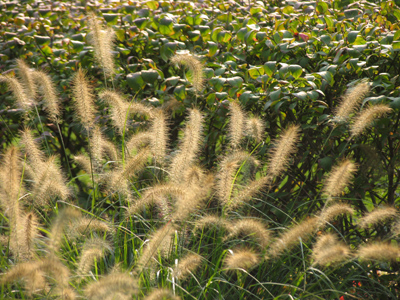 The sun fell into the grass.