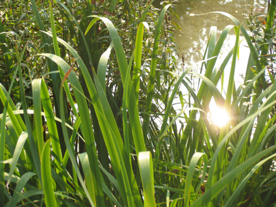 The sun fell into the pond.