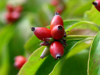 Nature provides an endless variety of berries for me to photograph.