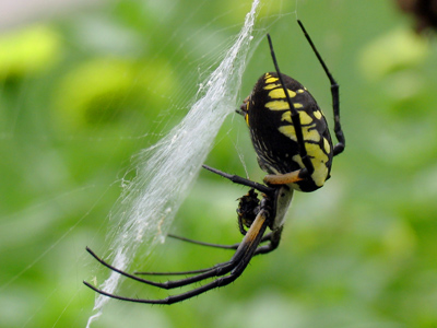 YOU think it`s creepy?  You weren`t standing a few inches away from it.