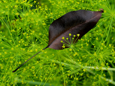 A very photographable wedding was going on nearby.  So what?
