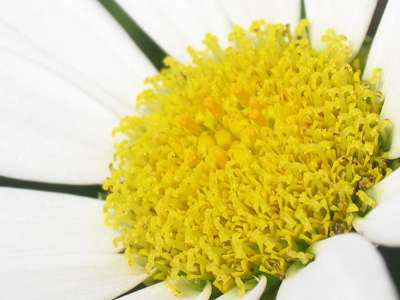 I just love macaroni and cheese.