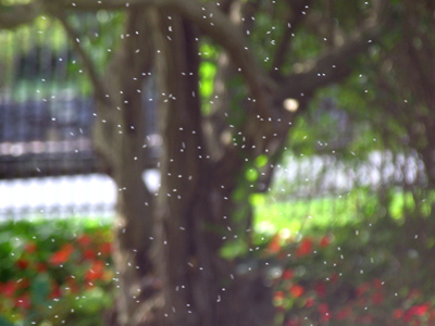 Either gnats, or a wedding caught in action.