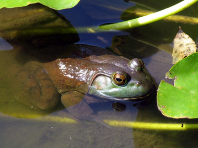 He`s definitely hoping for the gnats.