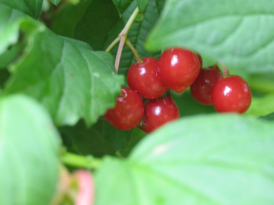 Because of his offenses against the gods, Tantalus was never able to reach the fruit on the tree.