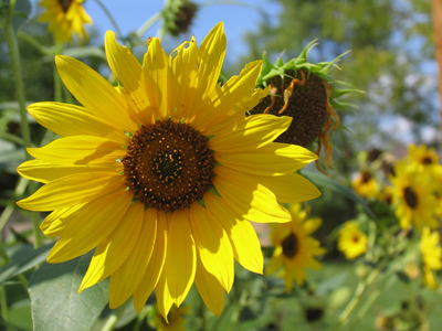 Can`t get much more seed-y than this.