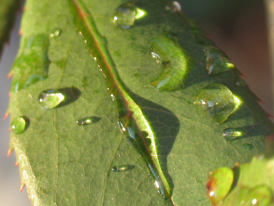Why do the water drops cast a shadow?
