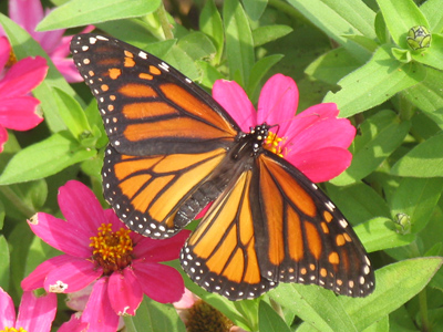 And speaking of Mexico, that`s where this guy is bound.