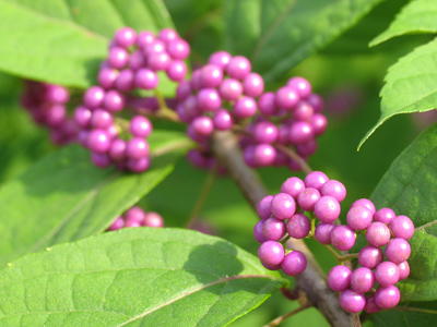 Where Crunch Berries come from.